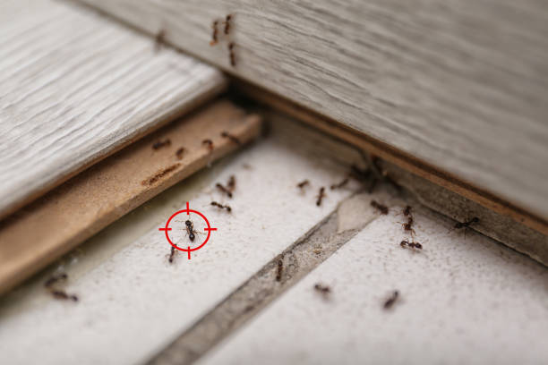 Best Spider Control Near Me  in Newport East, RI