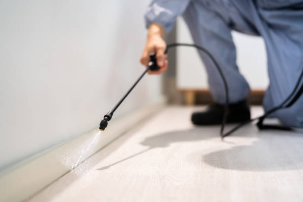 Best Wasp Removal Services  in Newport East, RI